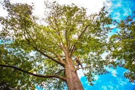 How Our Tree Care Process Works  in  Bluff City, TN