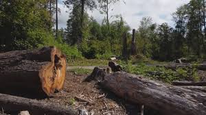 Best Tree Trimming and Pruning  in Bluff City, TN