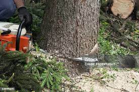 Best Firewood Processing and Delivery  in Bluff City, TN