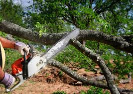 Best Palm Tree Trimming  in Bluff City, TN