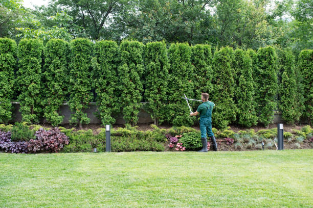 Best Lawn Maintenance Plans  in Bluff City, TN