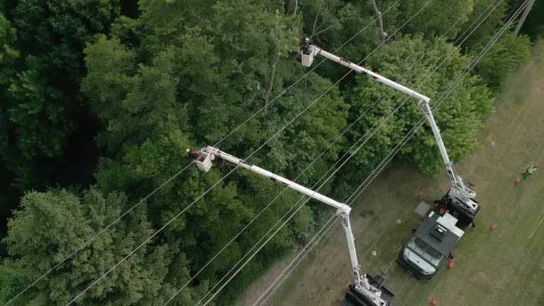 Best Tree Risk Assessment  in Bluff City, TN