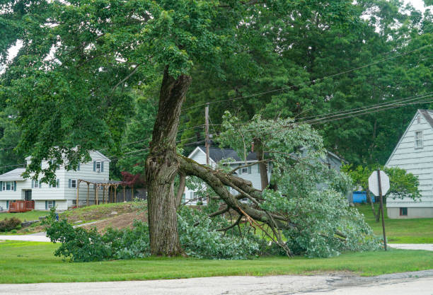 Best Lot and Land Clearing  in Bluff City, TN