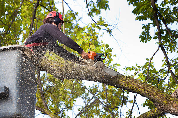 Best Organic Lawn Care Solutions  in Bluff City, TN